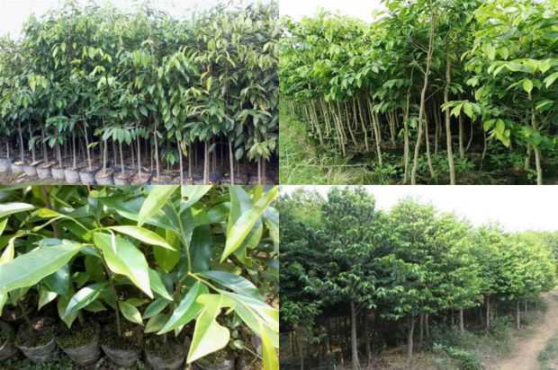 沉香树:植物生长调节剂对沉香树种子萌发和幼苗