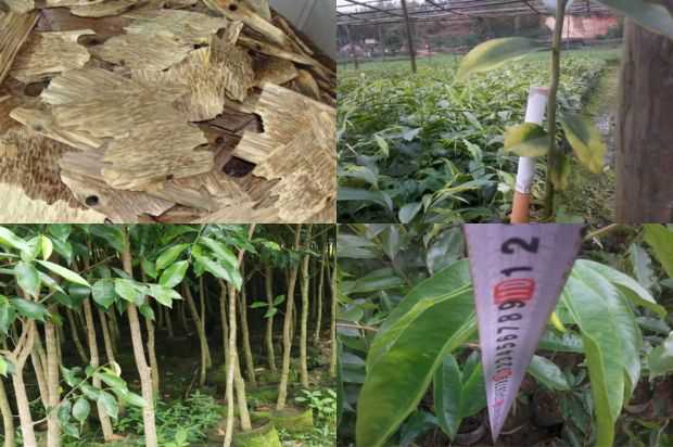 沉香树:绉_no.102