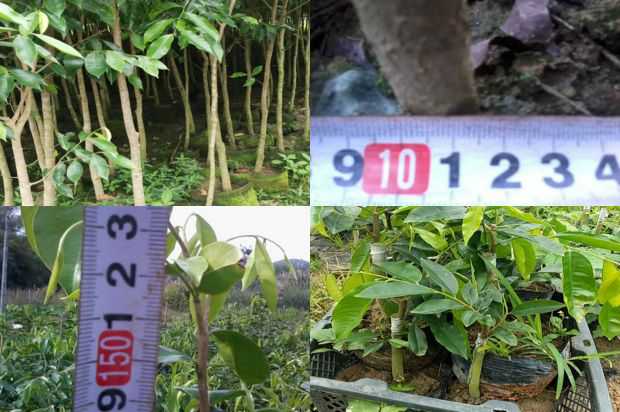 奇楠沉香树:凤凰山_no.103