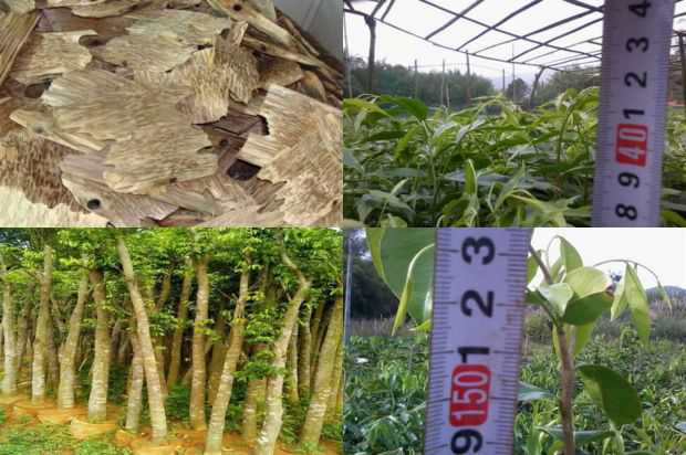 沉香树:E Wei N°1紫微_no.105