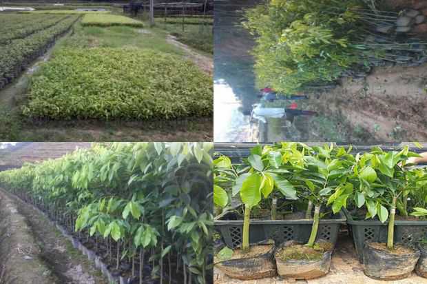 对安徽省青海家蚕和沉香树产业发展的思考_no.106