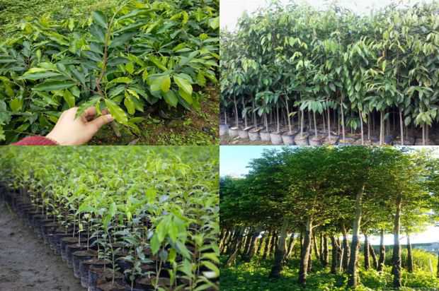 沉香树苗的生产和播种方式多种多样_no.107