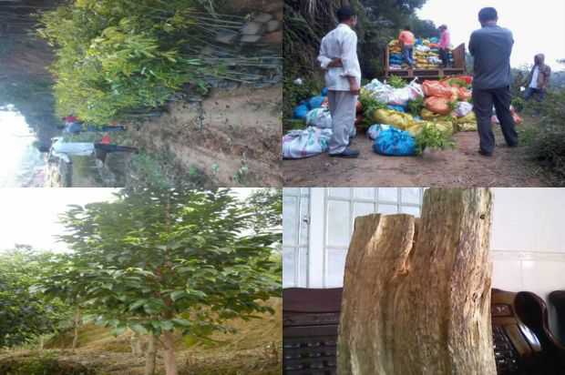 奇楠沉香树:紫微框架六种方法_no.109