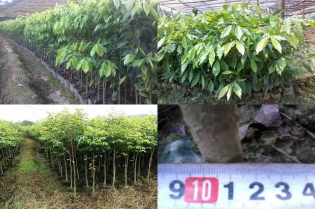 Pod Ziwei创新工场的第一个鸡蛋_no.111