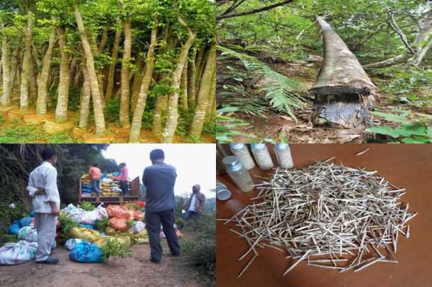沉香树:不同NAA浓度对五种桃金娘生根的影响