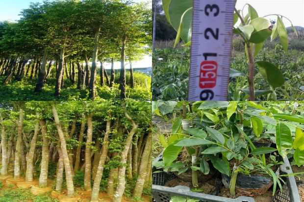 沉香树:美国沉香树病病原繁殖技术研究