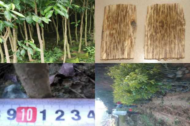 沉香树:绉_no.114