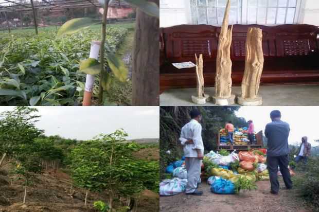 沉香树:冬季和春季的沉香树