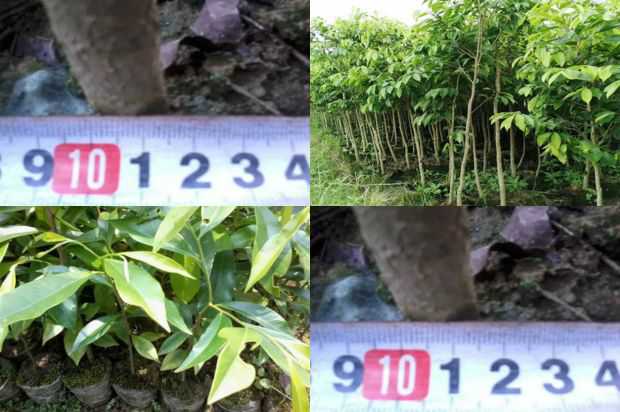 奇楠沉香树:在绉绸桃金娘下的蝴蝶飞行_no.117