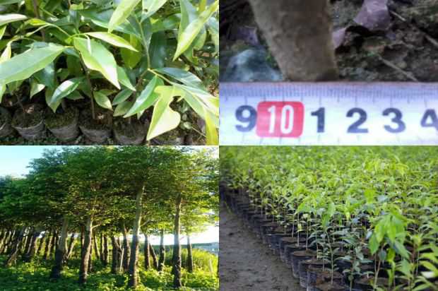 伊犁地区沉香树的培养技术_no.12