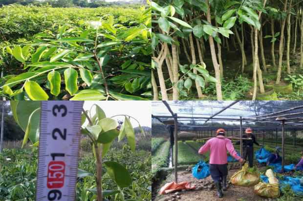 奇楠沉香树:东北沉香树盆景养护管理_no.121