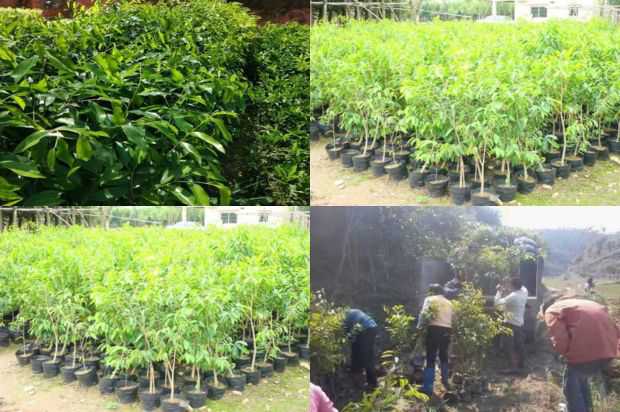 奇楠沉香树:福建沉香树天然林昆虫群落结构特征与多样性研究_no.124