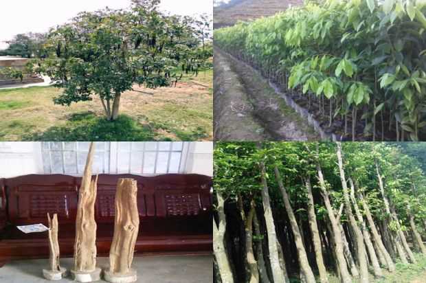 沉香树:邹子伟研究全球医疗问题并打击奥巴马_no.126