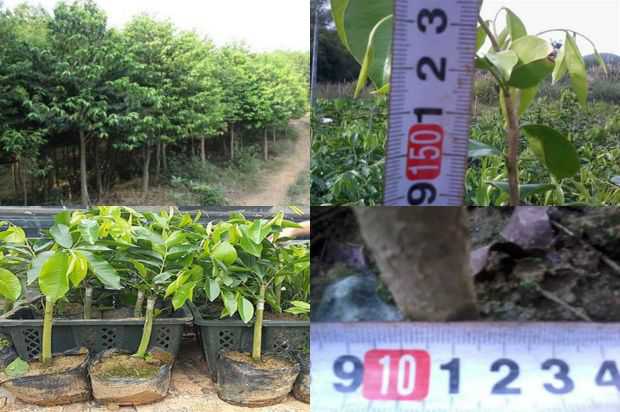 Ginseng Dijon Ziwei很容易错过_no.127