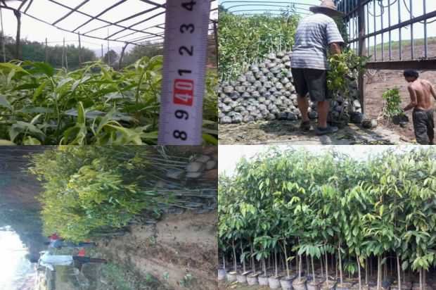 沉香树:美国沉香树病病原繁殖技术研究_no.128
