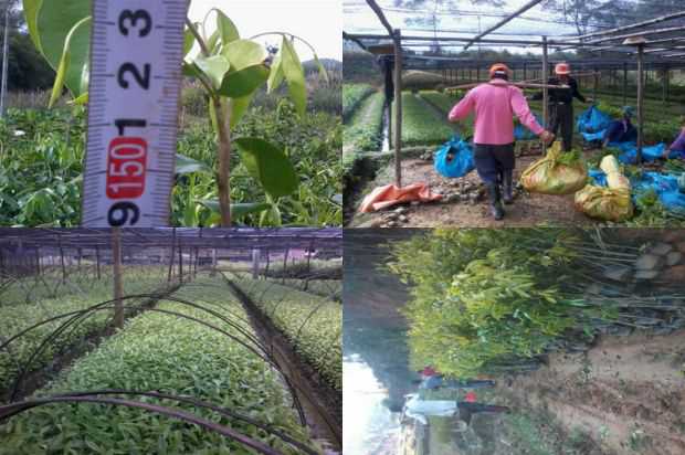 月光落在沉香树花园里_no.130
