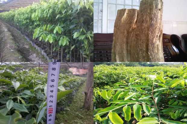 沉香树:直接攻击杨子薇的死亡_no.132