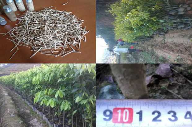 沉香树:沉香树花_no.134