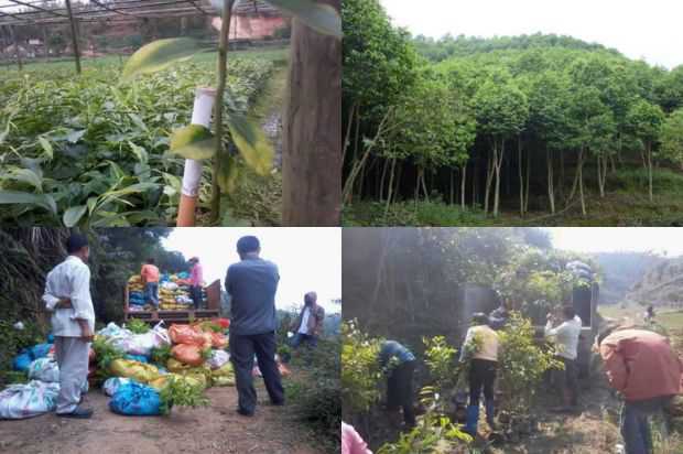 [沉香树]沉香树高产栽培技术