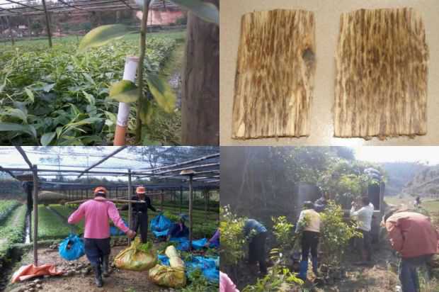 奇楠沉香树:沉香树新品种_no.136