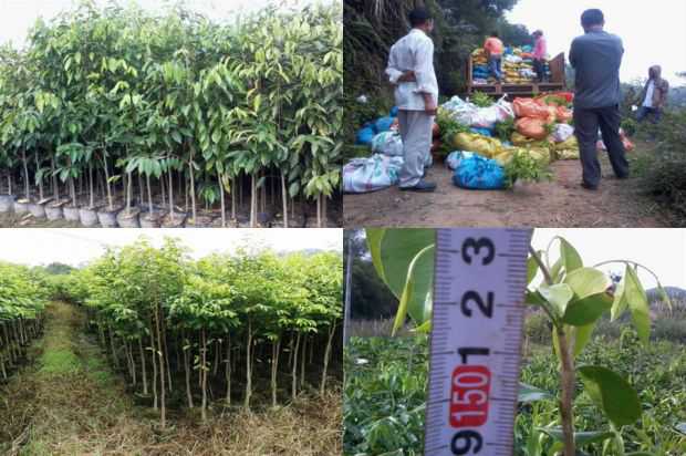 奇楠沉香树:绉沉香树下的想法_no.139