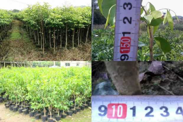解剖学证据表明同化产物在沉香树属植物中的分布特异性_no.14