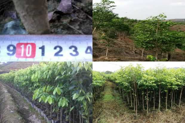 沉香树:乔沉香树,我们终于会好起来的_no.142