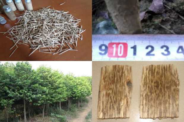 对安徽省青海家蚕和沉香树产业发展的思考_no.144