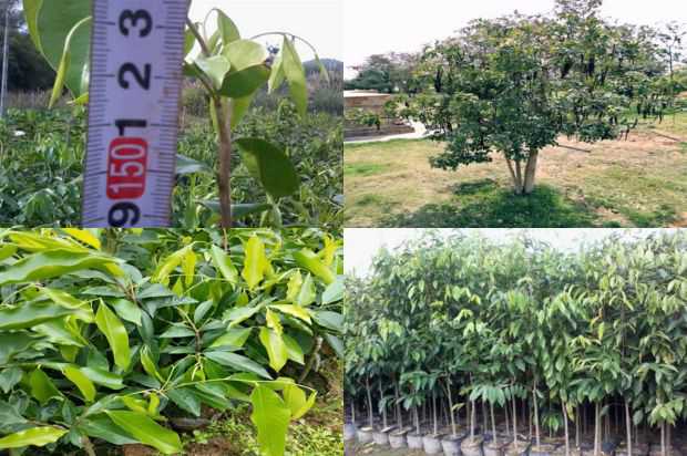 沉香树:山东省沉香树品种观赏价值的灰色评价_no.145
