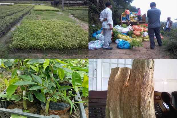 沉香树:沉香树内生真菌的抗菌活性研究