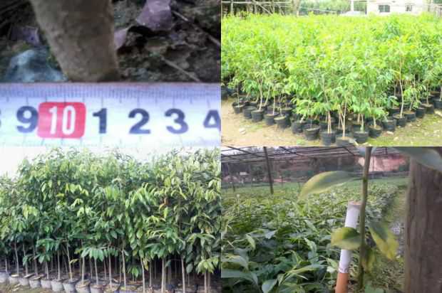 奇楠沉香树:到处都是古色古香的杜鹃花珠_no.147