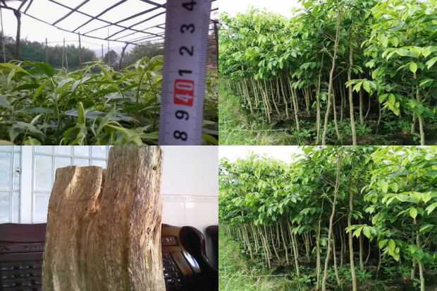 沉香树:紫微在郑州市城市绿化中的应用_no.148