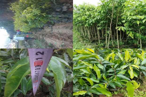 四种沉香树属植物土壤结核结构及微生物分布的观察_no.149