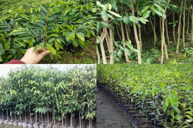Ginseng Dijon Ziwei很容易错过_no.150