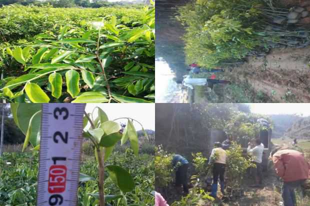 云南京东沉香树结晶栽培技术分析_no.151