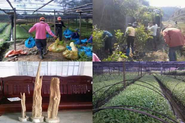 沉香树:影响紫微煤渍病的因素及防治措施研究