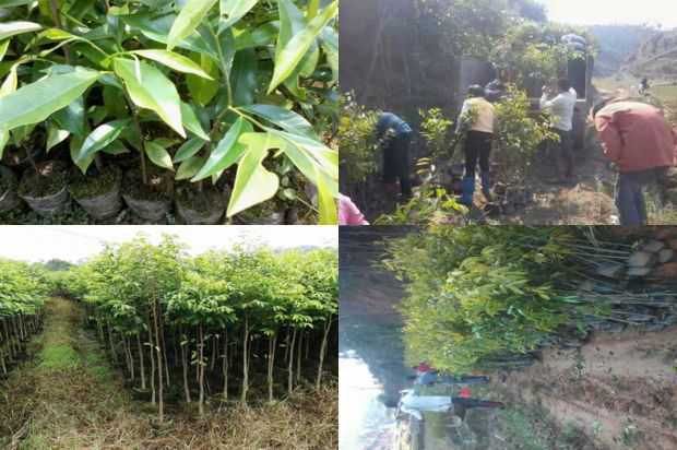 沉香树:园林树种大叶霉病在城市复兴中的应用_no.153