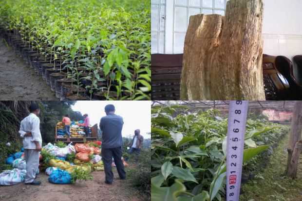 抗季节播种甜罗勒的栽培技术与保护_no.155