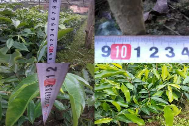 奇楠沉香树:沉香树花的故事