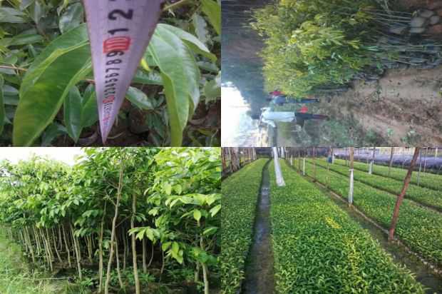 奇楠沉香树:凤凰山_no.158