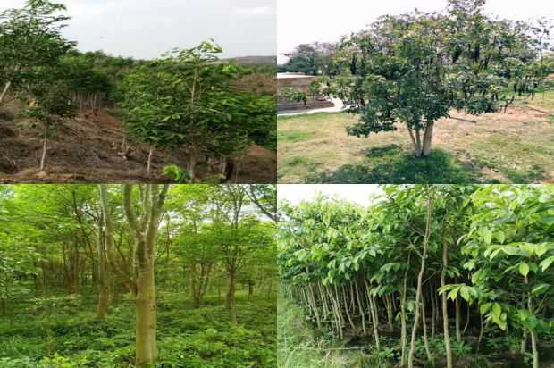 奇楠沉香树:沉香树无性繁殖的五种方法_no.16
