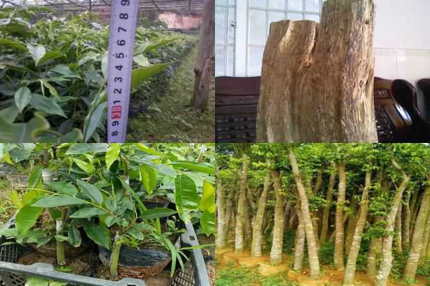沉香树:乔沉香树,我们终于会好起来的_no.160