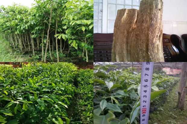 紫微精灵有很多东西_no.162