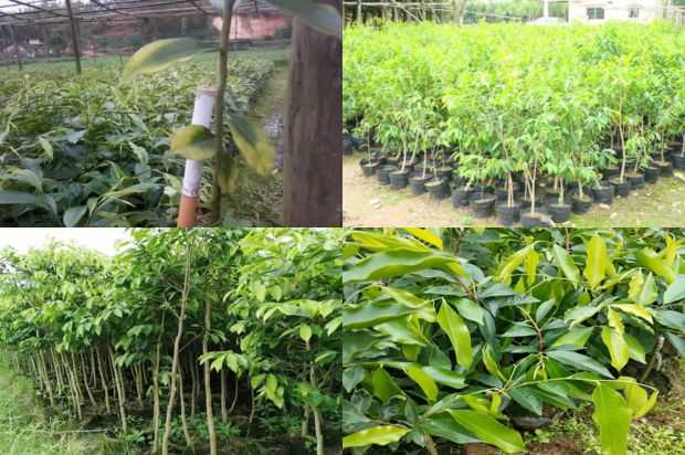 甘南沉香树新品种862的产量及高产栽培技术_no.163