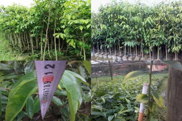 沉香树:园林树种大叶霉病在城市复兴中的应用_no.164