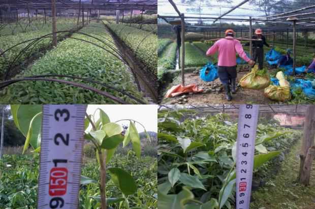 奇楠沉香树:沉香树塑料切割的初步研究
