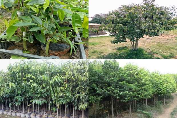 沉香树:潘子伟_no.169