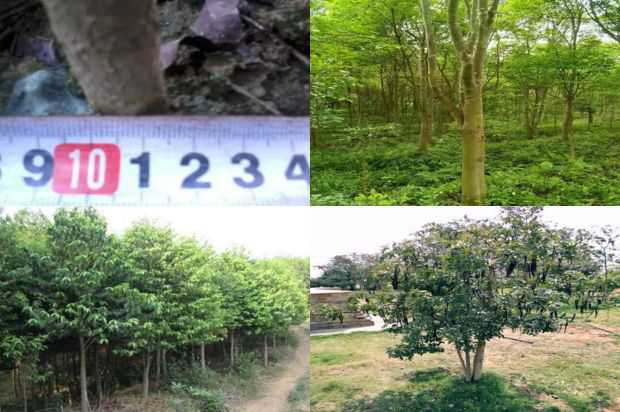沉香树:山东省沉香树品种观赏价值的灰色评价_no.170