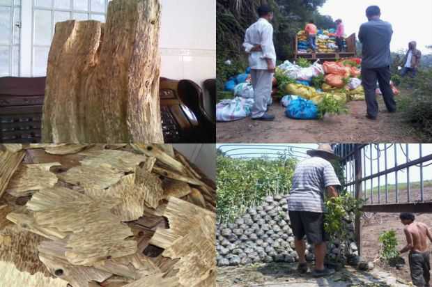 沉香树:五羊粉红色和红色沉香树新品种的栽培与利用研究_no.173