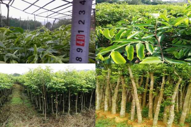 奇楠沉香树:绍兴村沉香树花园社区建设设计研究_no.175